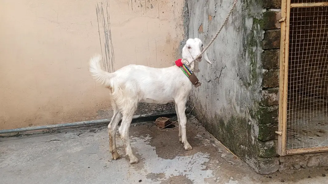 2 dant  Bakri KY Sath 3 mah ki path for sale,goat for sale,Desi bakri — photo 3