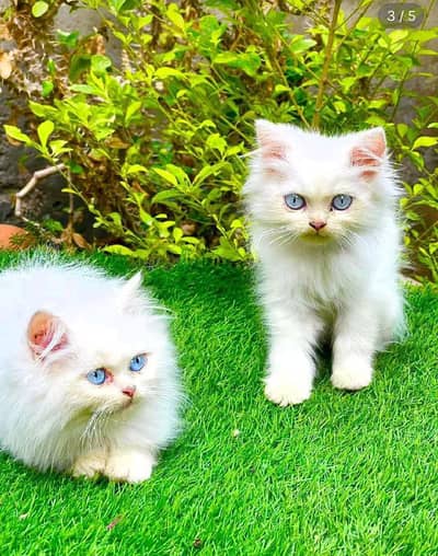 Persian kitten triple Qout. for. . sale my WhatsApp03493731440
