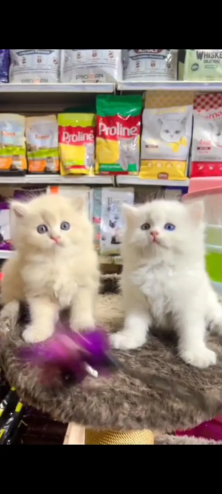 Quality Persian Punch Face cat &kittens 03495425573 WhatsApp — photo 2