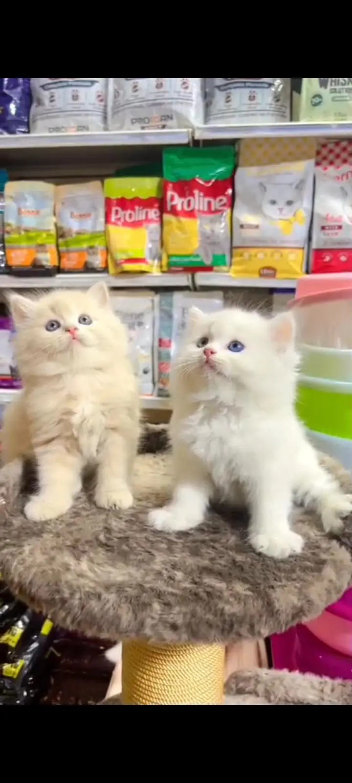 Quality Persian Punch Face cat &kittens 03495425573 WhatsApp — photo 3