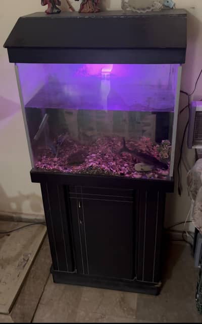 Fish Aquarium - (One baby shark fish included)