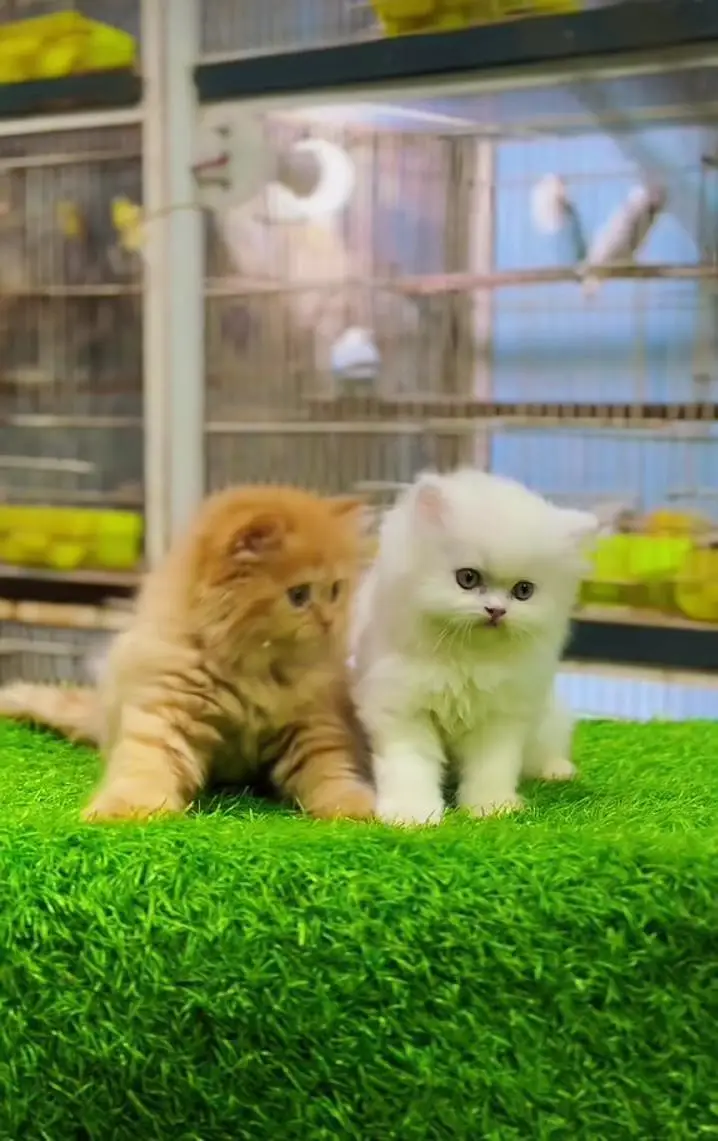 Persian kitten triple Qout. for. . sale my WhatsApp03493731440 — photo 2