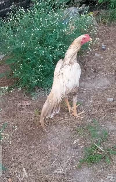 Aseel patha for sale age 10 months