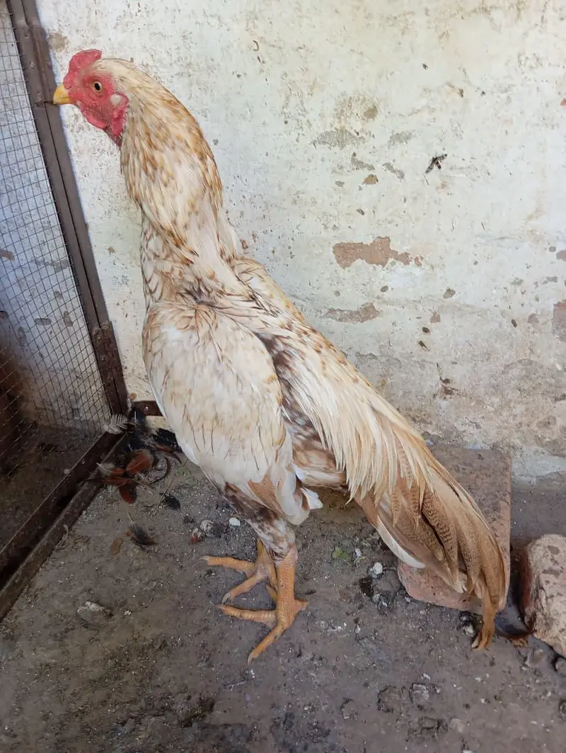 Aseel patha for sale age 10 months — photo 2