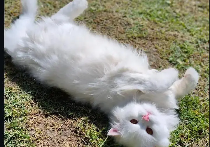 pure white Persian cat 1yr old female — photo 2