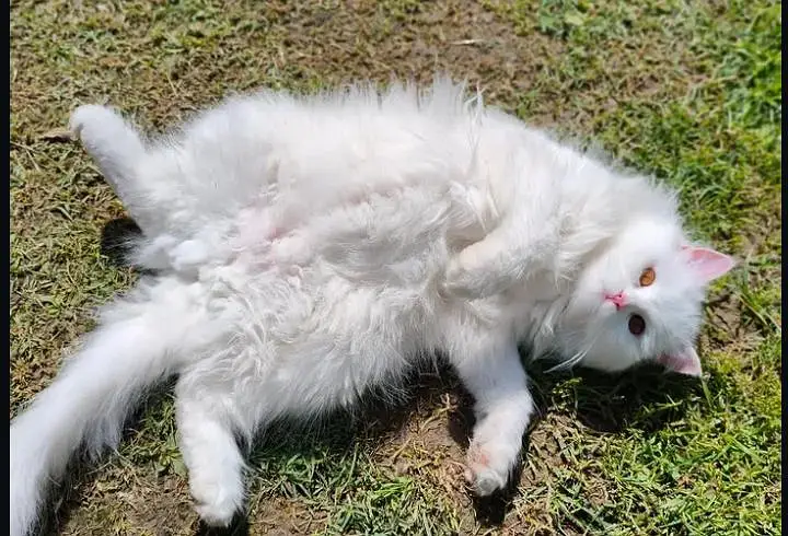 pure white Persian cat 1yr old female — photo 3