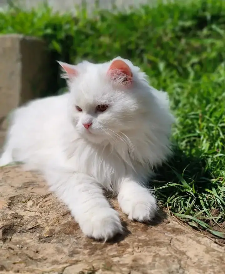 pure white Persian cat 1yr old female — photo 4
