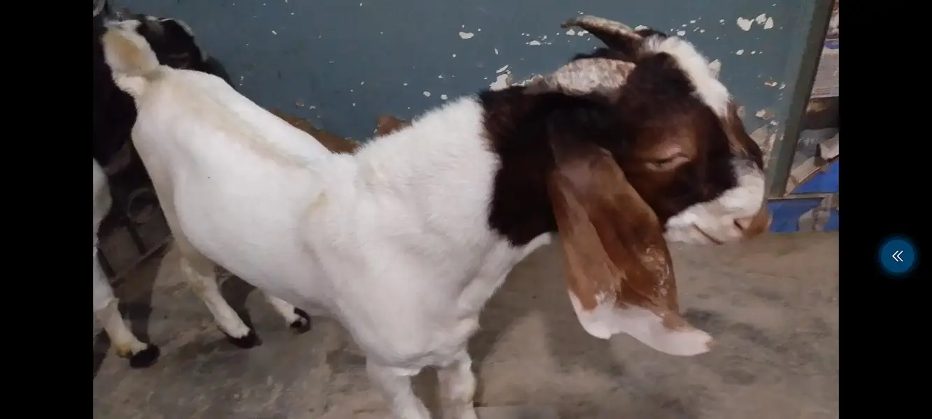 Bissar Tapre Andoo breeder — photo 2