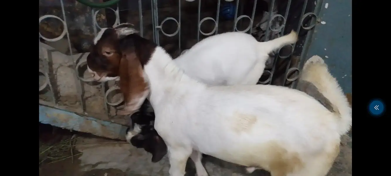 Bissar Tapre Andoo breeder — photo 4