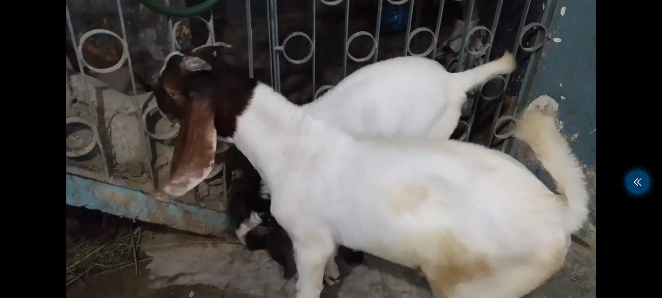 Bissar Tapre Andoo breeder — photo 5