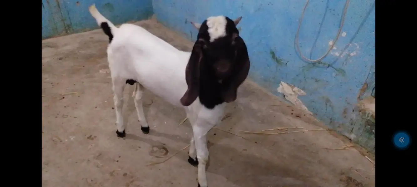 Bissar Tapre Andoo breeder — photo 7