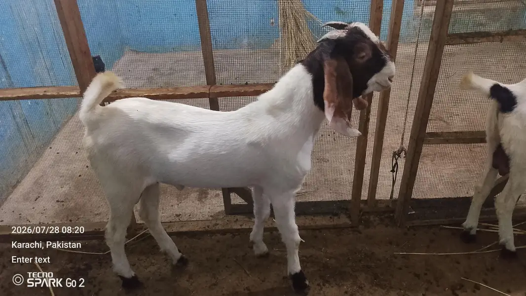 Bissar Tapre Andoo breeder — photo 8