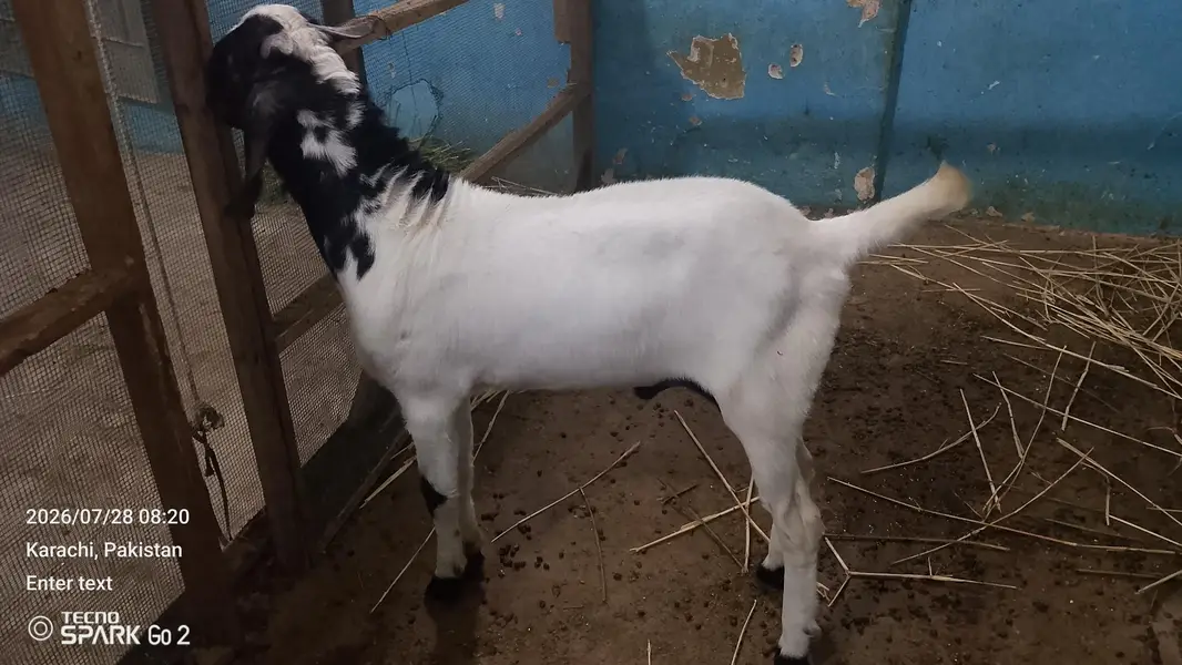Bissar Tapre Andoo breeder — photo 9
