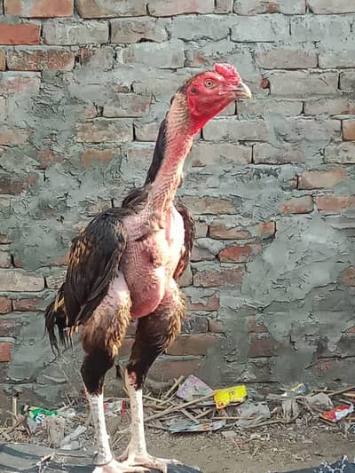 aseel Thai pakoya jis bahi ki