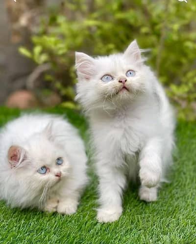 Persian kitten triple Qout. for. . sale my WhatsApp03493731440