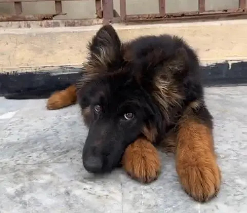 German Shepherd puppies male female. 03073909212 WhatsApp — photo 2