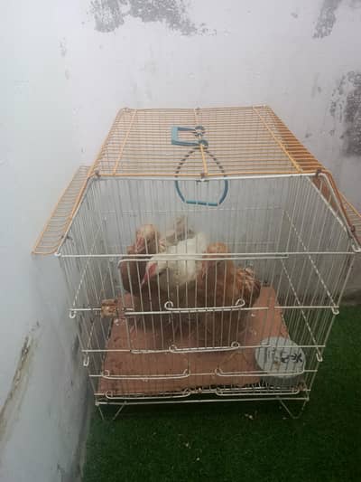 aseel murgiyan for sale and pinjra