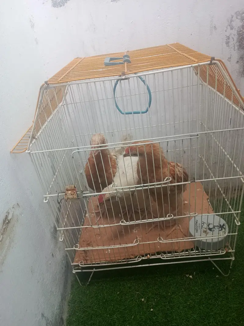 aseel murgiyan for sale and pinjra — photo 2