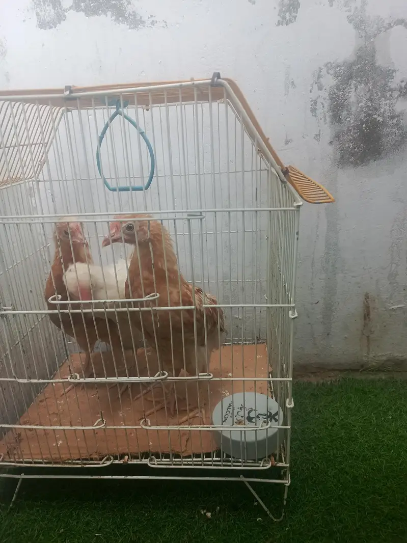 aseel murgiyan for sale and pinjra — photo 3