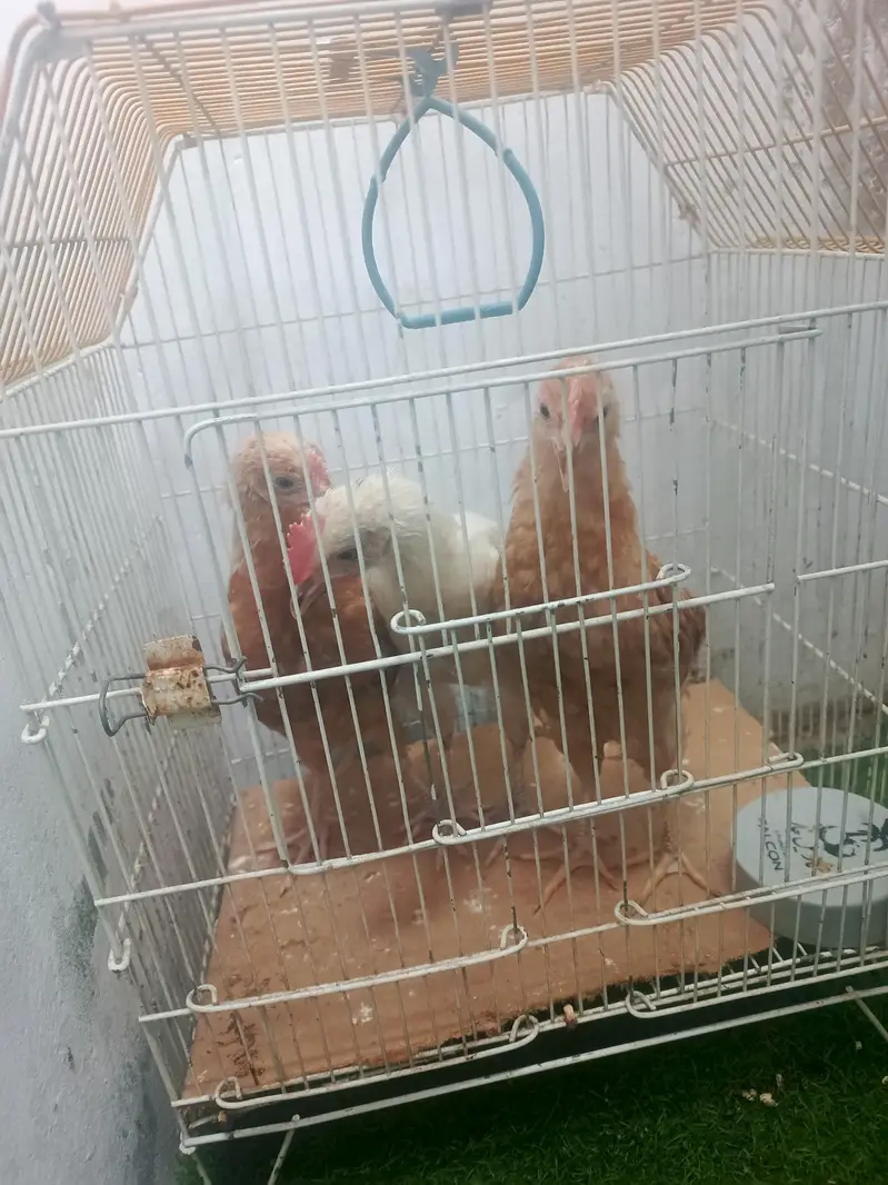 aseel murgiyan for sale and pinjra — photo 4