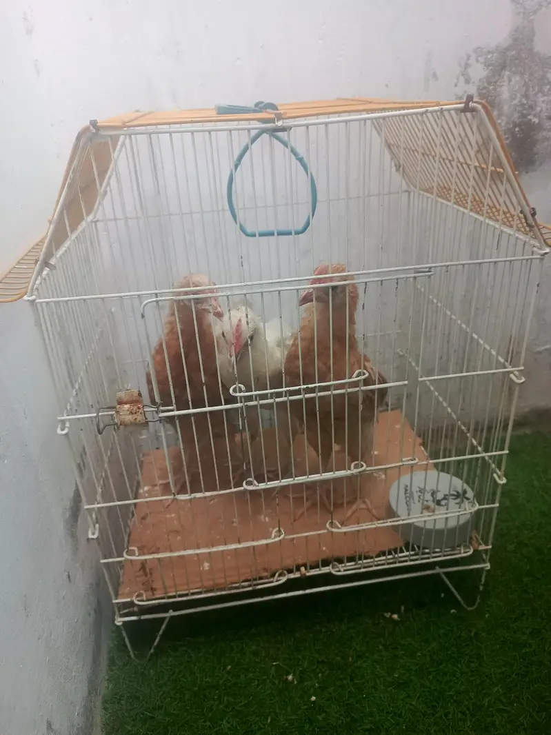aseel murgiyan for sale and pinjra — photo 5