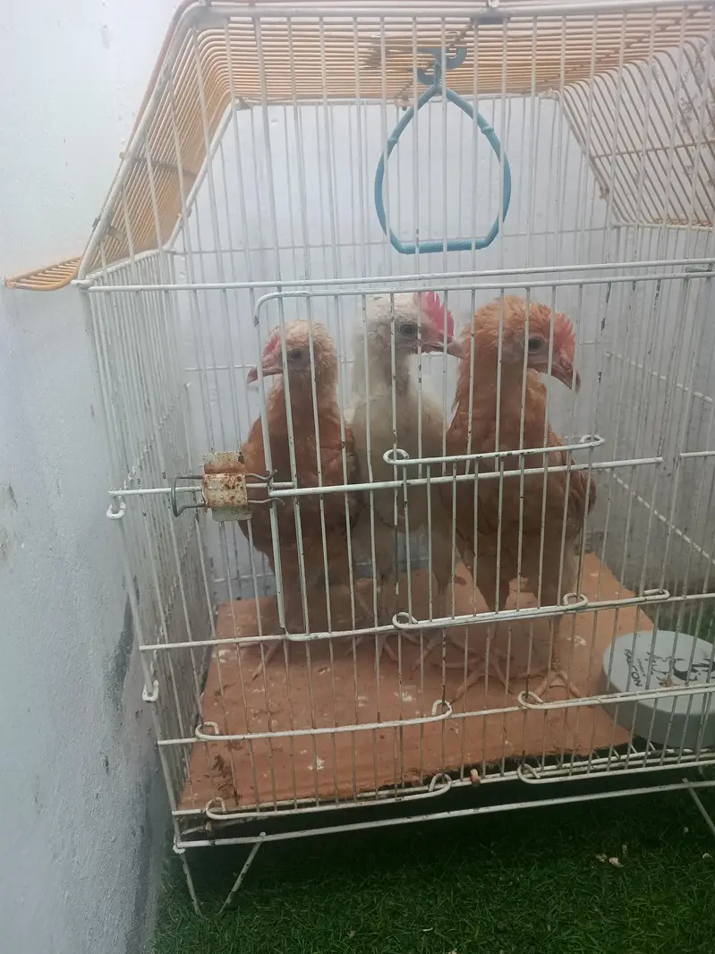aseel murgiyan for sale and pinjra — photo 6