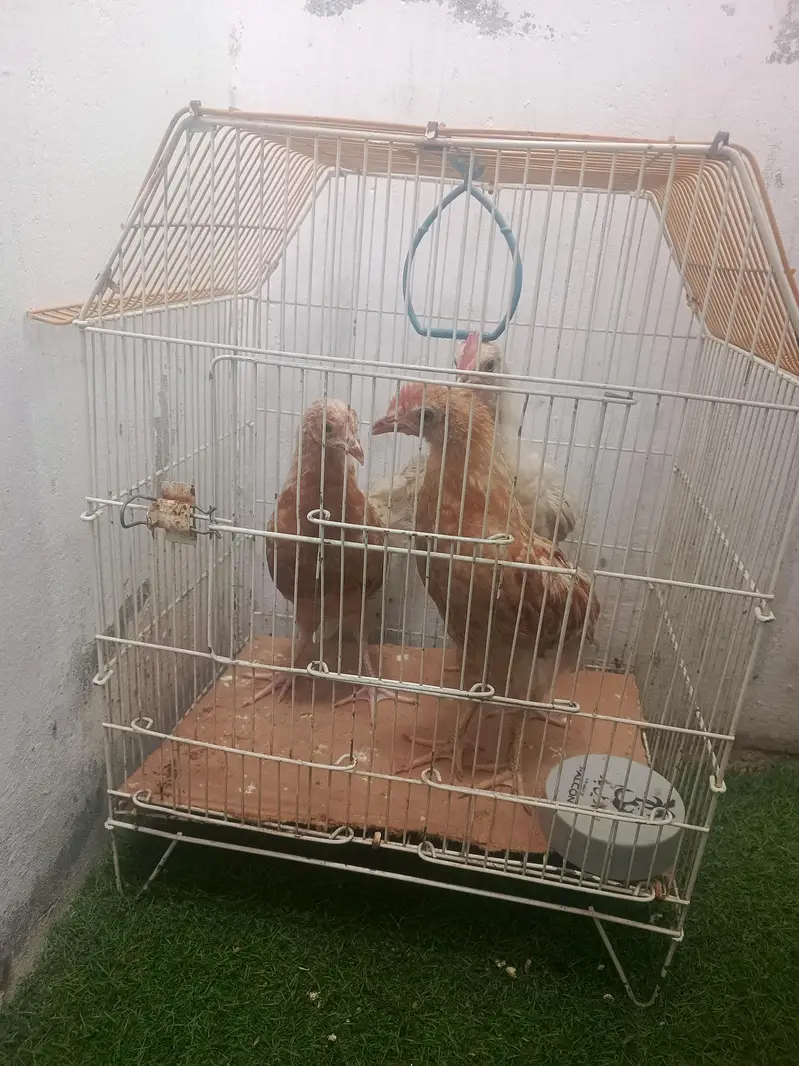 aseel murgiyan for sale and pinjra — photo 7