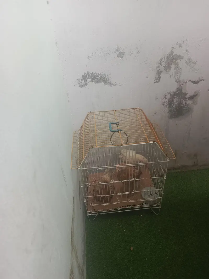 aseel murgiyan for sale and pinjra — photo 8