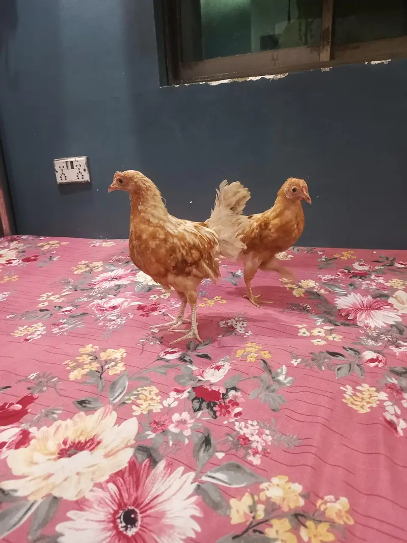 aseel murgiyan for sale and pinjra — photo 10