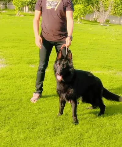 Black Female Belgian Shepherd 8 Months Fully Vaccinated