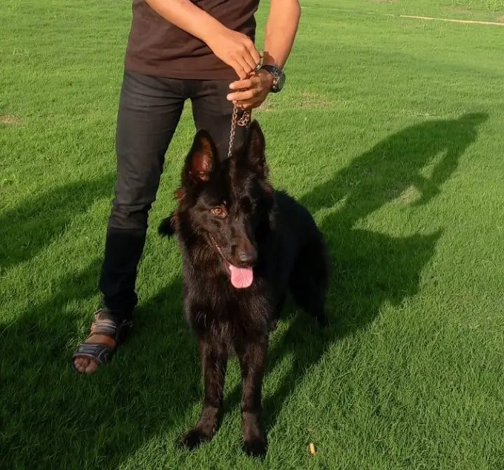 Black Female Belgian Shepherd 8 Months Fully Vaccinated — photo 2