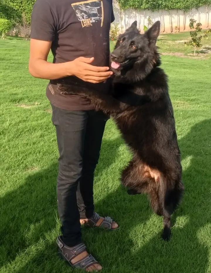 Black Female Belgian Shepherd 8 Months Fully Vaccinated — photo 3