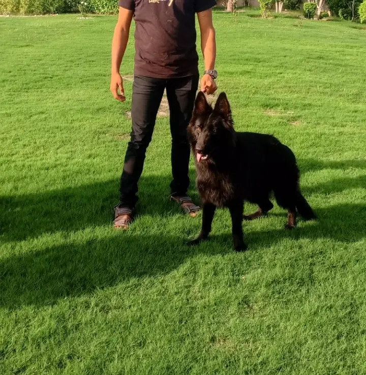 Black Female Belgian Shepherd 8 Months Fully Vaccinated — photo 4