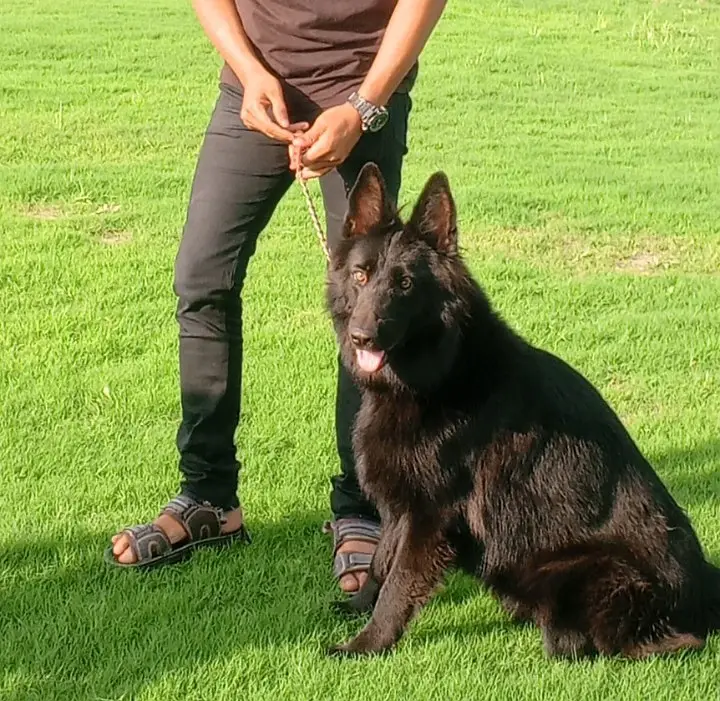 Black Female Belgian Shepherd 8 Months Fully Vaccinated — photo 5