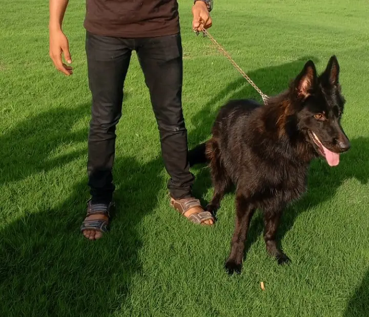 Black Female Belgian Shepherd 8 Months Fully Vaccinated — photo 6