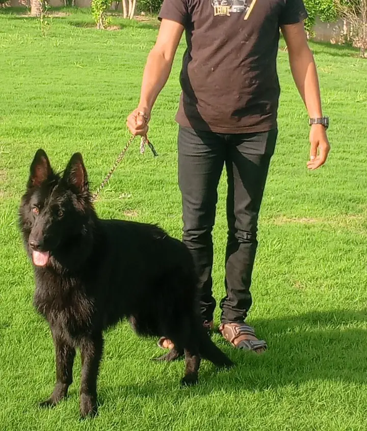 Black Female Belgian Shepherd 8 Months Fully Vaccinated — photo 7