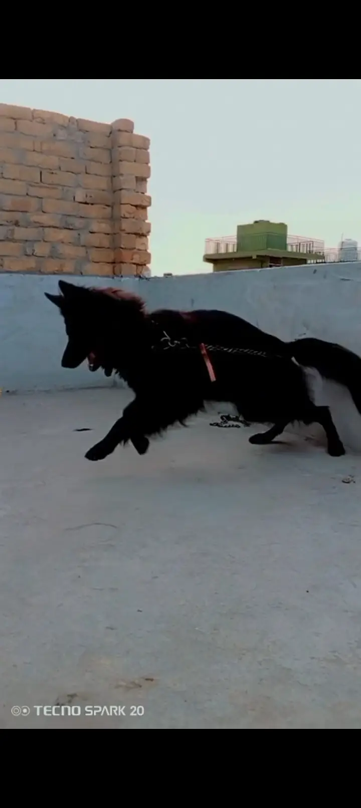 Black Female Belgian Shepherd 8 Months Fully Vaccinated — photo 8