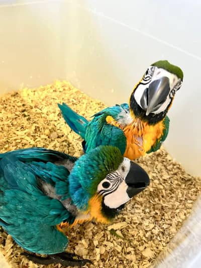 blue Macau parrot chicks for sale 0335/4887/932
