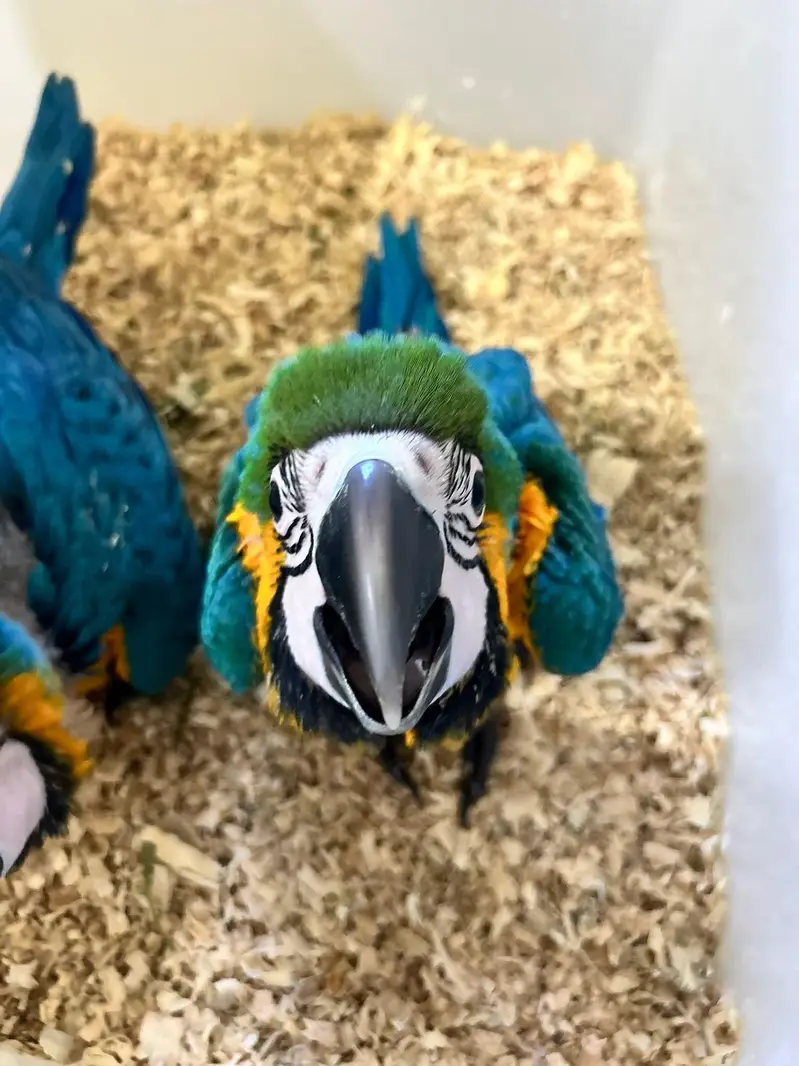 blue Macau parrot chicks for sale 0335/4887/932 — photo 2