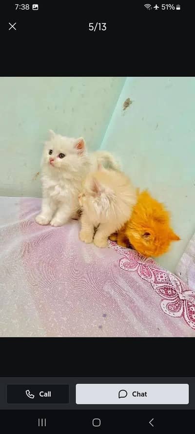 Persian kitten triple Qout. for. . sale my WhatsApp03493731440
