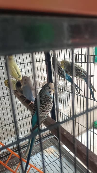 Ready To Breed Spangle Buggies/Fawn Java Breader Pair/White Java males