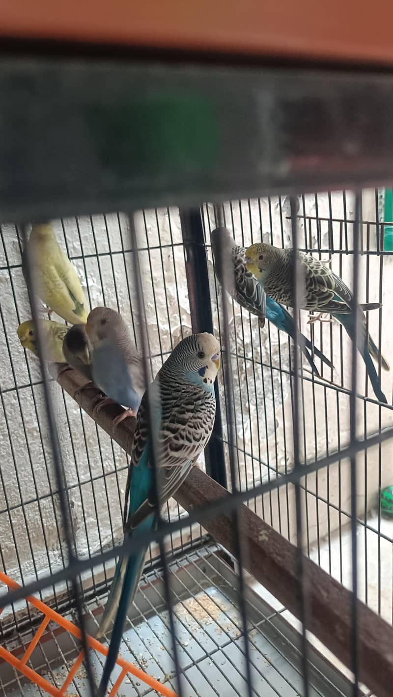 Ready To Breed Spangle Buggies/Fawn Java Breader Pair/White Java males 0