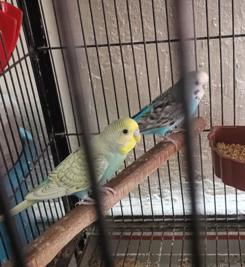 Ready To Breed Spangle Buggies/Fawn Java Breader Pair/White Java males 1
