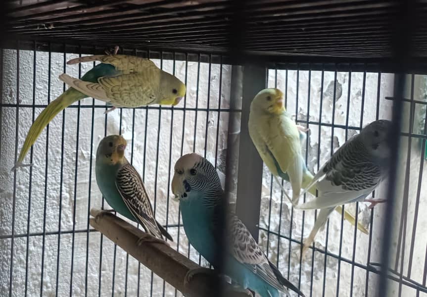 Ready To Breed Spangle Buggies/Fawn Java Breader Pair/White Java males 2