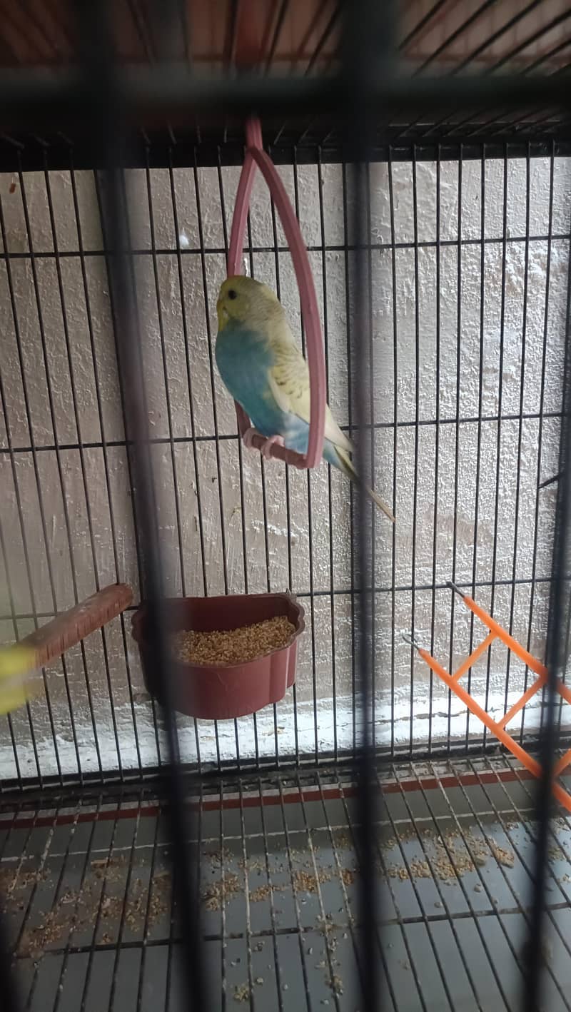 Ready To Breed Spangle Buggies/Fawn Java Breader Pair/White Java males 3