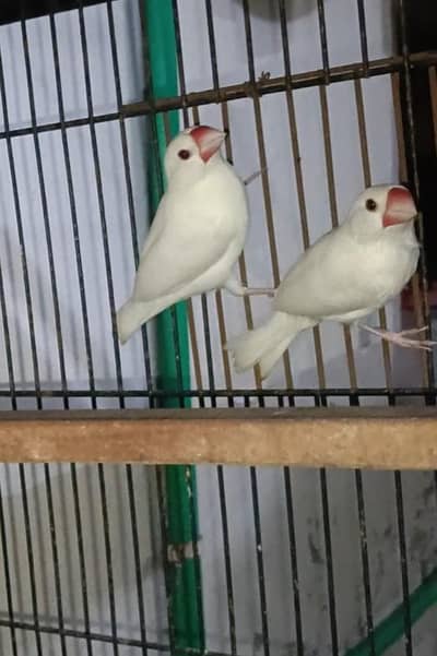 Ready To Breed 2 White Java males