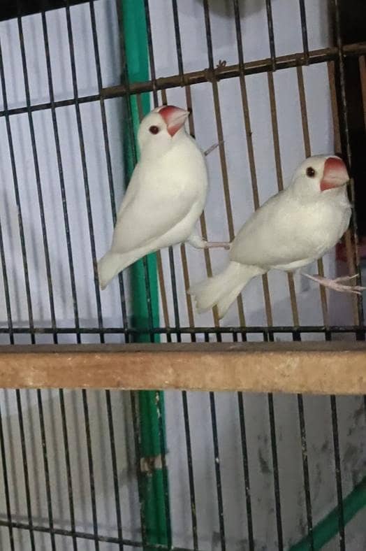 Ready To Breed Spangle Buggies/Fawn Java Breader Pair/White Java males 4