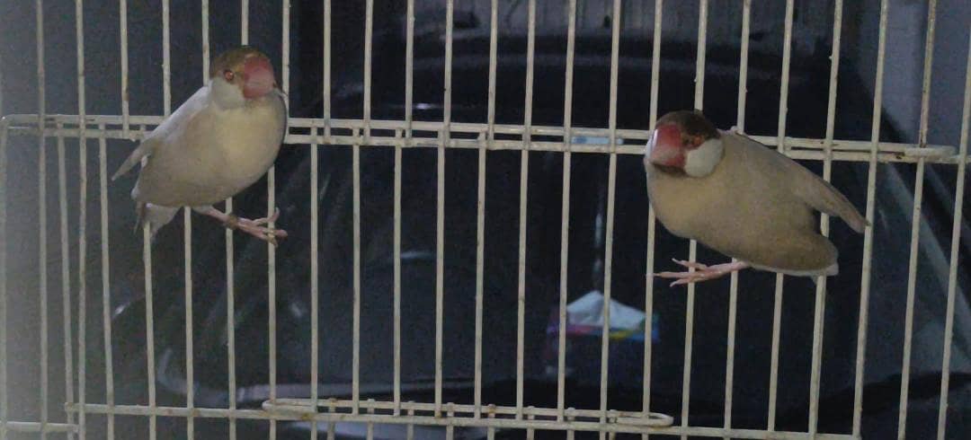 Ready To Breed Spangle Buggies/Fawn Java Breader Pair/White Java males 5