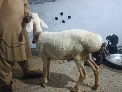 White Dumba 4Month Age Hai