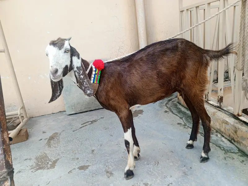 2 dant  Bakri KY Sath 3 mah ki path for sale,goat for sale,Desi bakri — photo 4